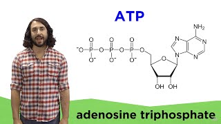 Metabolism and ATP [upl. by Higginbotham]