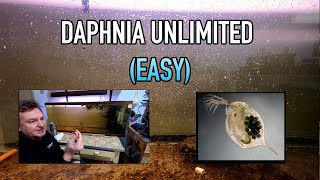 How I Raise Daphnia Water Fleas And You Can Too [upl. by Reffotsirhc]