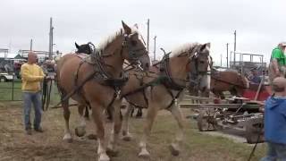 Horse Powered Threshing Machine [upl. by Nylhtak]