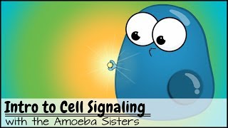 Intro to Cell Signaling [upl. by Weiner535]