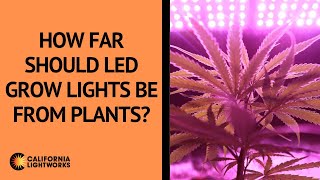 How Far Should LED Grow Lights Be From Plants  FAQ [upl. by Sheri]