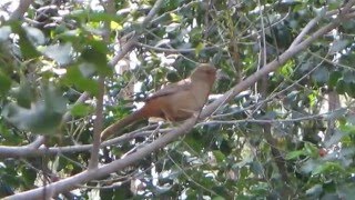 California Towhee [upl. by Enyala86]