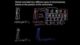 What different types of chromosomes exist [upl. by Aeki]