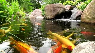 York Lancaster Harrisburg PA Backyard Koi Fish Ponds Waterfalls and Fountains [upl. by Yona]