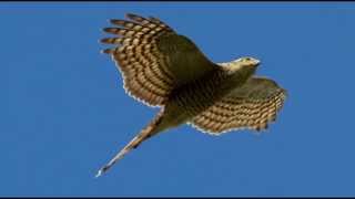 Sparrowhawk Bird Call Bird Song [upl. by Nnilsia]