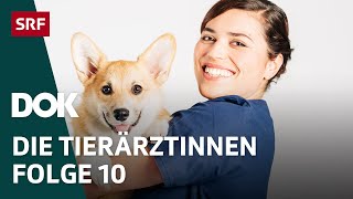 Junge Tierärztinnen und ihr Knochenjob – Die Bewährungsprobe  Folge 10  Doku  SRF Dok [upl. by Pacifica]