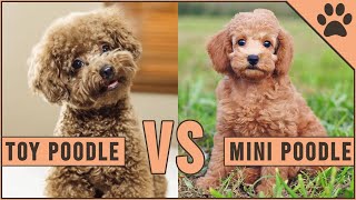 Toy Poodle vs Miniature Poodle [upl. by Roselle]