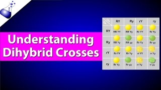 Dihybrid Genetic Cross [upl. by Zaccaria580]