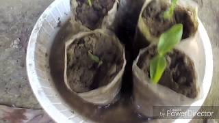 How to grow basella rubra from seed [upl. by Bowerman]