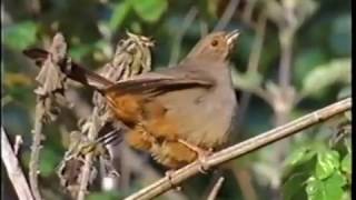 California Towhee [upl. by Nauqyaj]