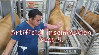 Artificial insemination in cattle step 5 [upl. by Ennayk561]