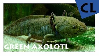 HD Axolotl  Ambystoma mexicanum  YOUAQUA CLASSIC [upl. by Nobel]