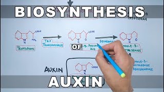 Biosynthesis of Auxin [upl. by Llieno821]