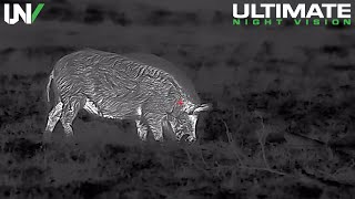 Hunter Sneaks within Feet of Wild Boar  Insanely Clear Night Footage [upl. by Divadnoj]