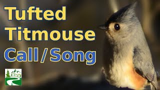 Tufted titmouse call  singing  song  sounds [upl. by Yrad]