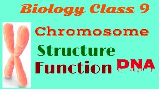 Chromosome  Chromosome Structure and Function DNAChromosome 9 Class [upl. by Drhcir165]