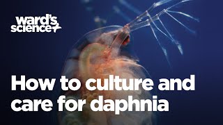 Caring and Culturing for Daphnia [upl. by Nolram596]