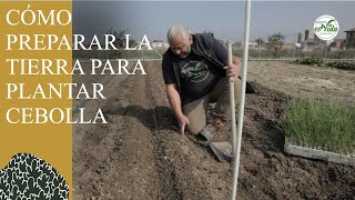 Cómo PLANTAR CEBOLLAS PREPARACIÓN de la tierra [upl. by Nomma950]