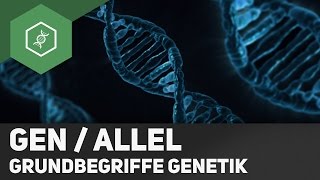 Gen  Allel  Unterschied  Grundbegriffe Genetik 2 [upl. by Aneleve228]