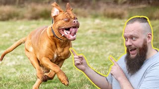 How To Turn AWFUL Recall To Perfect Recall Training With Your Dog EXTREME CASE [upl. by Alekram608]