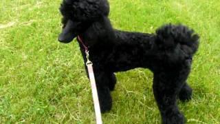 Black Standard Poodle Running [upl. by Favian]