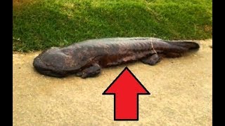 Everything You Need To know About Salamanders [upl. by Isbella]