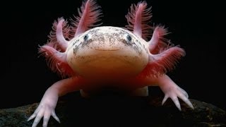 Axolotl Documentary [upl. by Monjo]