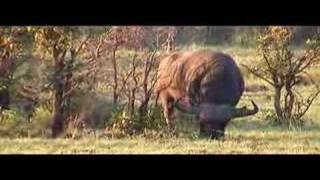 impressive cape buffalo in Kruger [upl. by Ati]