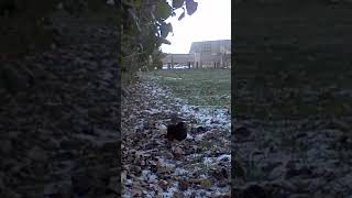 Eastern Towhee takes off [upl. by Ecyla985]