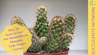 How To Grow amp Care For Mammillaria Elongata ‘Lady Finger Cactus’ [upl. by Anauqes]