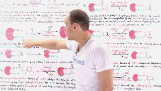 Fatty Acid Synthesis [upl. by Pritchett]