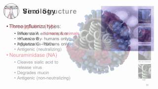 Influenza Epidemiology and Viral Structure [upl. by Sneed]