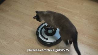 Cat shows HOW TO use iRobot Roomba Vacuum [upl. by Ardnahsal67]