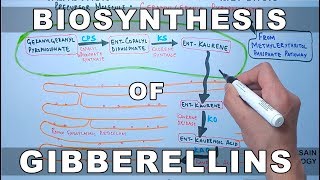 Biosynthesis of Gibberelins [upl. by Tresa885]