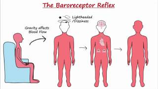 Baroreceptor Reflex [upl. by Ebeneser]