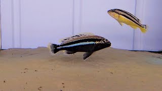 Melanochromis Auratus Chipoka [upl. by Aivonas]