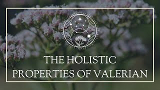 The Holistic Properties of Valerian [upl. by Peta]