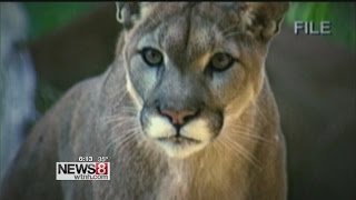 Mountain lions in Eastern Connecticut [upl. by Ellednahs345]