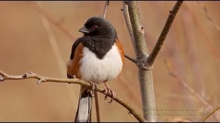 Eastern Towhee [upl. by Geldens997]