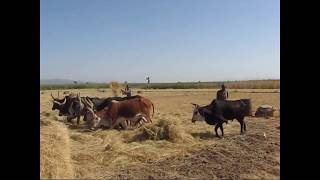 20102010 Threshing with oxen [upl. by Annis]