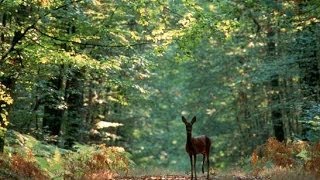 A la découverte de la Forêt  Documentaire francais sur la Nature [upl. by Dnomde]