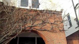 How to Prune Wisteria [upl. by Mines]