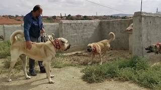 REAL GIANT TURKISH KANGAL DOGS  VERY AGRESSIVE [upl. by Manara]