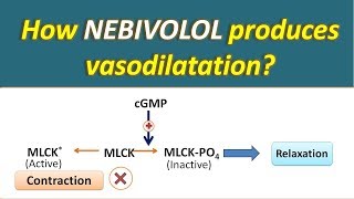 How Nebivolol produces vasodilatation [upl. by Dolf629]