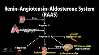 The Renin–Angiotensin–Aldosterone System RAAS Animation [upl. by Yttig]