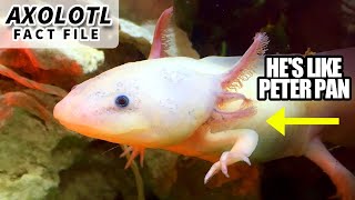 Axolotl Facts the PETER PAN Salamander 🦎 Animal Fact Files [upl. by Dinnage]