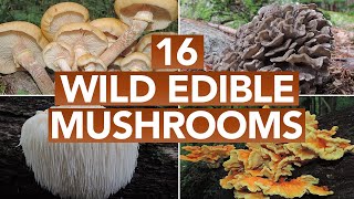 16 Wild Edible Mushrooms You Can Forage This Autumn [upl. by Nit]