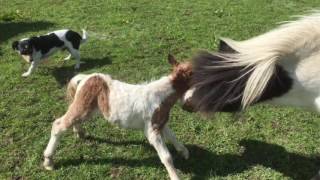 Miniature Shetland Pony Foaling 2016 [upl. by Ahsiened]