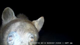 Black bear sounds  Sow grunts huffs and pops her jaw while protecting cubs [upl. by Nauht]