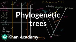 Understanding and building phylogenetic trees  High school biology  Khan Academy [upl. by Uzial654]